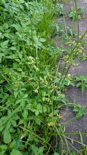 Surinam sedge(Cyperus surinamensis)