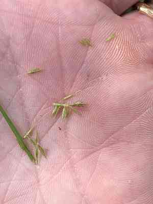 Southern flatsedge(Cyperus thyrsiflorus)