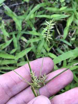 Southern flatsedge(Cyperus thyrsiflorus)