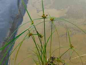 Nutgrasses (Cyperus)(Cyperus)