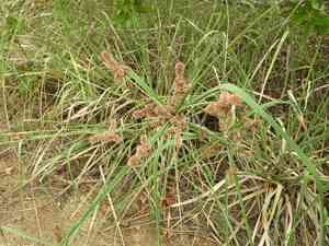 Nutgrasses (Cyperus)(Cyperus)