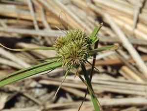 Nutgrasses (Cyperus)(Cyperus)