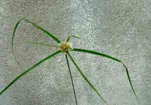 Nutgrasses (Cyperus)(Cyperus)