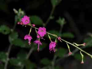 Red cyphomeris(Cyphomeris gypsophiloides)