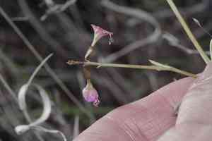 Red cyphomeris(Cyphomeris gypsophiloides)
