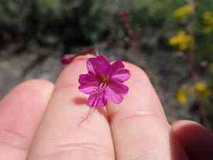 Red cyphomeris(Cyphomeris gypsophiloides)