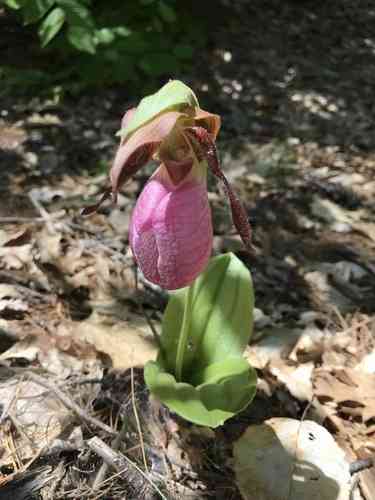 Pink lady slipper(Cypripedium acaule)