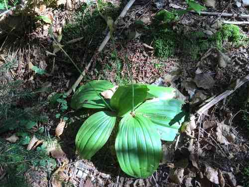 Pink lady slipper(Cypripedium acaule)