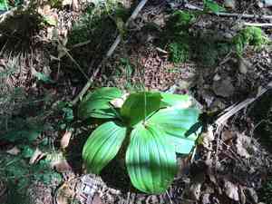 Pink lady slipper(Cypripedium acaule)