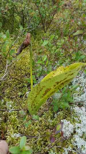 Pink lady slipper(Cypripedium acaule)