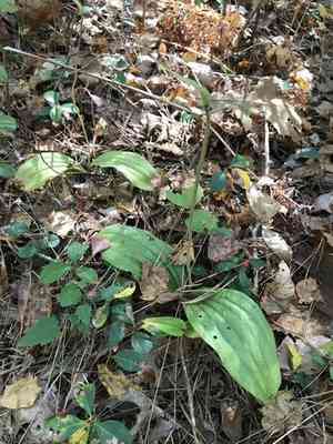 Pink lady slipper(Cypripedium acaule)