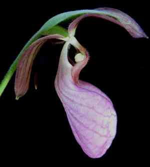 Pink lady slipper(Cypripedium acaule)