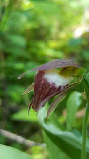 Ram's head lady's slipper(Cypripedium arietinum)