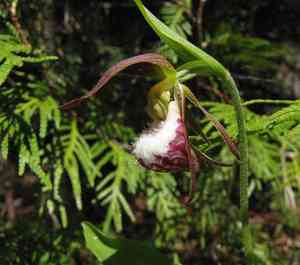 Ram's head lady's slipper(Cypripedium arietinum)