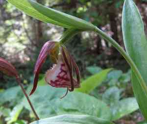 Ram's head lady's slipper(Cypripedium arietinum)