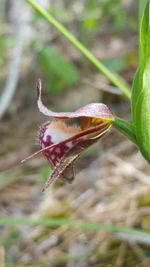 Ram's head lady's slipper(Cypripedium arietinum)
