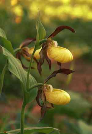 Lady's slipper orchid(Cypripedium calceolus)