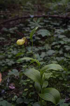 Lady's slipper orchid(Cypripedium calceolus)