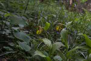 Lady's slipper orchid(Cypripedium calceolus)