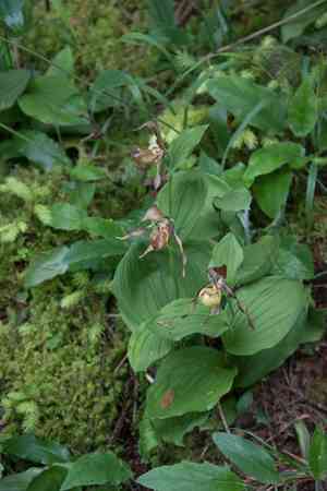 Lady's slipper orchid(Cypripedium calceolus)