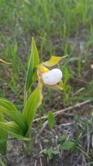 White lady's slipper(Cypripedium candidum)