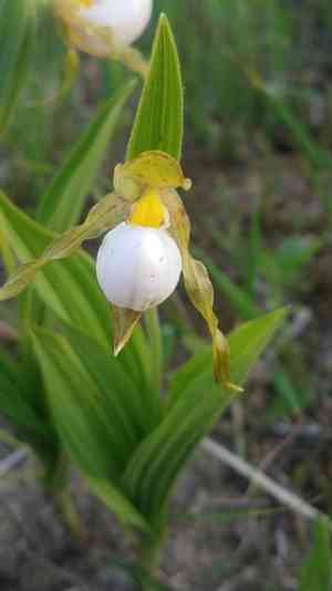 White lady's slipper(Cypripedium candidum)