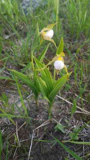 White lady's slipper(Cypripedium candidum)