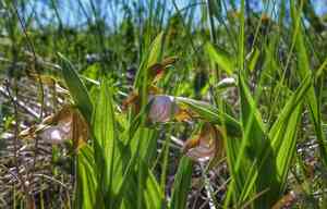 White lady's slipper(Cypripedium candidum)