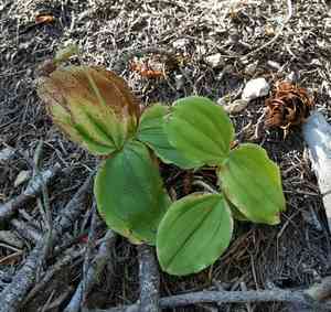 Clustered lady's slipper(Cypripedium fasciculatum)