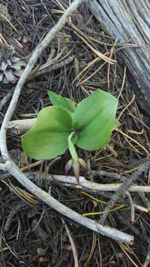 Clustered lady's slipper(Cypripedium fasciculatum)