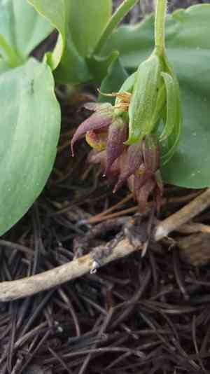 Clustered lady's slipper(Cypripedium fasciculatum)