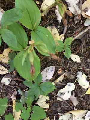 Clustered lady's slipper(Cypripedium fasciculatum)