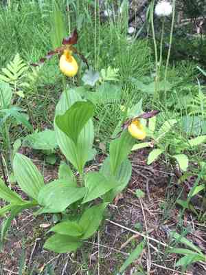 Lesser Yellow Lady's Slipper(Cypripedium parviflorum)