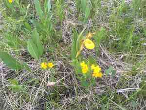 Lesser Yellow Lady's Slipper(Cypripedium parviflorum)