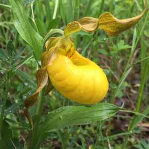 Lesser Yellow Lady's Slipper(Cypripedium parviflorum)