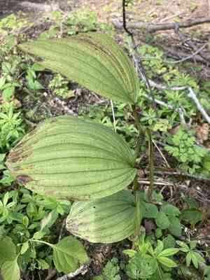 Lesser Yellow Lady's Slipper(Cypripedium parviflorum)