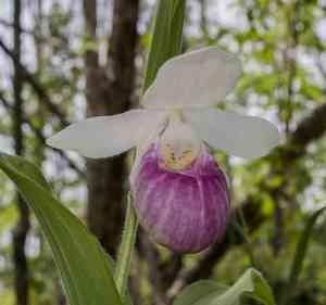 Showy Lady's Slipper(Cypripedium reginae)