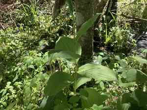 Showy Lady's Slipper(Cypripedium reginae)