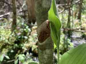 Showy Lady's Slipper(Cypripedium reginae)