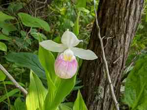 Showy Lady's Slipper(Cypripedium reginae)