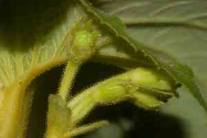 'ilihia(Cyrtandra platyphylla)