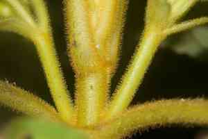 'ilihia(Cyrtandra platyphylla)