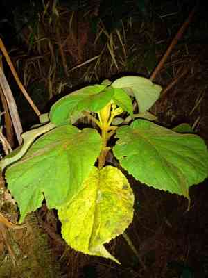 'ilihia(Cyrtandra platyphylla)