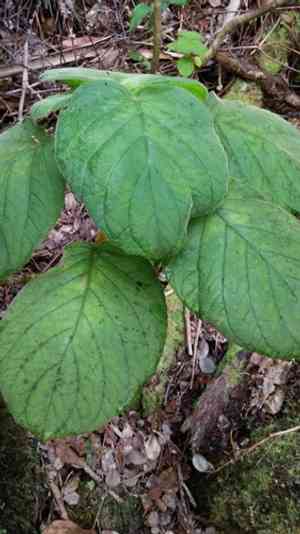 'ilihia(Cyrtandra platyphylla)