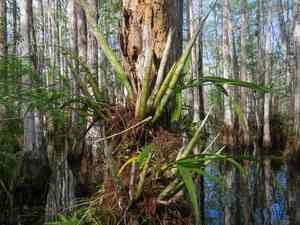 Cowhorn orchid(Cyrtopodium punctatum)