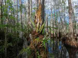Cowhorn orchid(Cyrtopodium punctatum)
