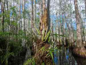 Cowhorn orchid(Cyrtopodium punctatum)
