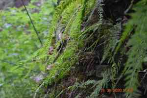 Bulblet bladderfern(Cystopteris bulbifera)