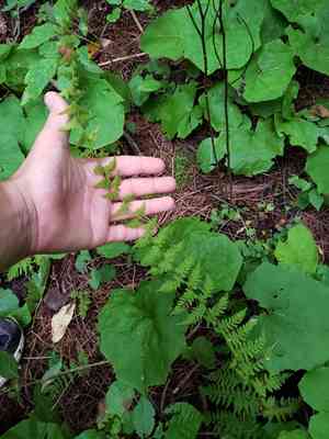 Bulblet bladderfern(Cystopteris bulbifera)