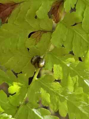 Bulblet bladderfern(Cystopteris bulbifera)